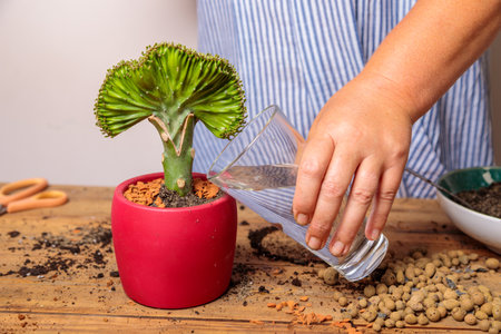 A woman waters a transplanted flower in a ceramic pot.の写真素材