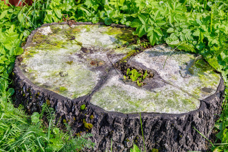 A rotten cut of a tree covered with fungus and mold in a clearing.の写真素材