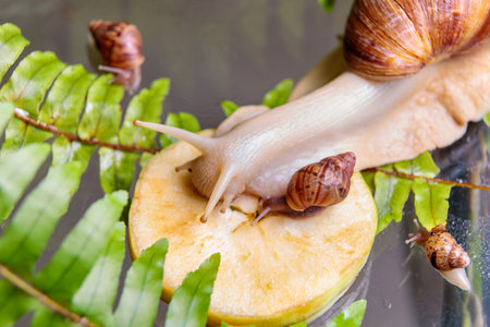 A large white snail with small snails is crawling over a piece of apple. Close-up.の写真素材