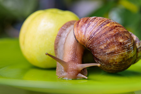 A large white snail sits on a green apple. Close-up.の写真素材