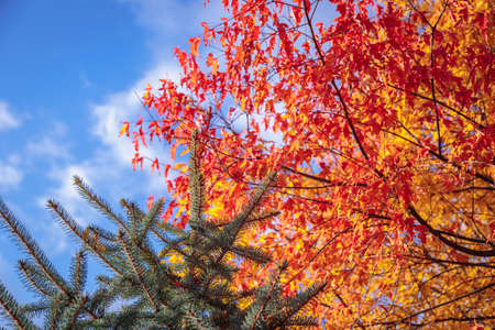 Maples with yellow-red leaves in the autumn park. The season is autumn.の写真素材