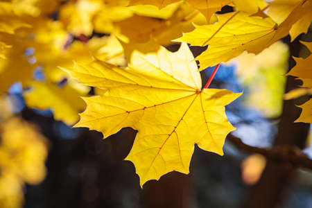 Maple yellow leaves in the autumn park. The season is autumn. Close-up.の写真素材