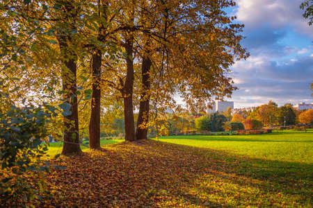 Maples with yellow leaves in the autumn park. The season is autumn.の写真素材