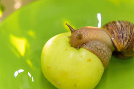 A large white snail sits on a green apple. Close-up.の写真素材