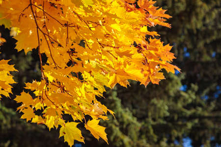 Maples with yellow leaves in the autumn park. The season is autumn.