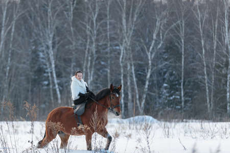 A girl in a white cloak rides a brown horse in winter. Golden hour, setting sun.の写真素材
