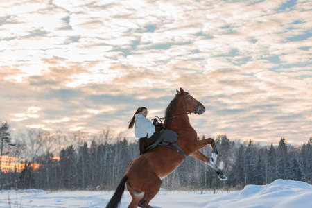 A girl in a white cloak rides a brown horse in winter. Golden hour, setting sun. The horse rears up.の写真素材