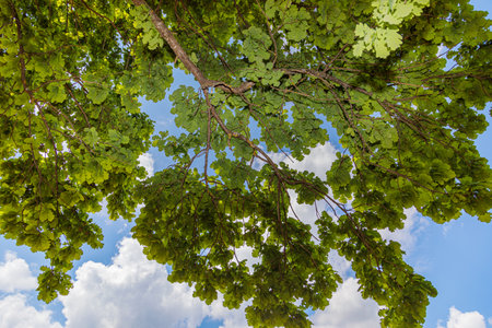 Large oak branch with green leaves against the blue sky. bottom viewの写真素材