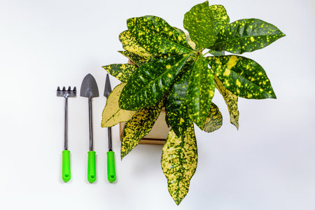 Garden tools with a lush flower in a pot on a white background