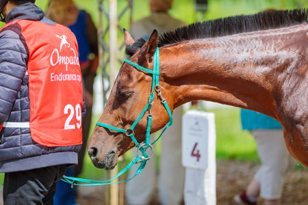 Rider with a horse in competition. Moscow Russia July 1, 2023. High quality photoのeditorial素材