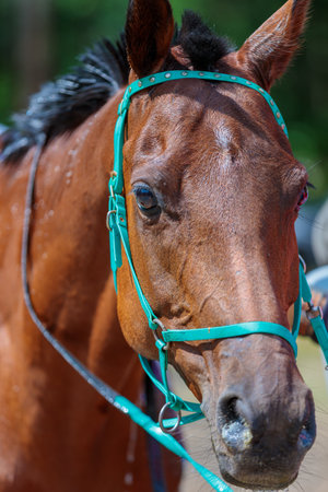 Portrait of a horse in competition, after a run. high quality photoの写真素材