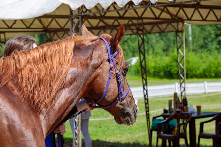 Portrait of a horse in competition, after a run. high quality photoの写真素材