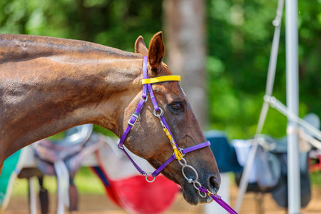 Portrait of a horse in competition, after a run. high quality photoの写真素材