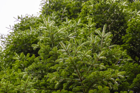 Natural green Christmas tree branches with sharp needles.の写真素材
