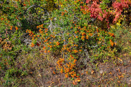 The amazing beauty of the sea buckthorn blossoming in its natural mountain surroundings