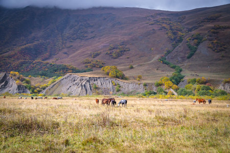Wild horses in their natural surroundings among the mountains, embodying the power and beauty of the wildの写真素材