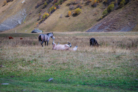 A horse in the mountains rubs its mane on the ground.の写真素材