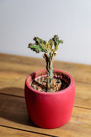 A lonely flower in a pot that has finished its flowering.の写真素材