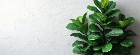 A green plant alone in a pot in an empty room, symbolizing the beauty of minimalism and harmony with nature. Modern style and tranquilityの素材