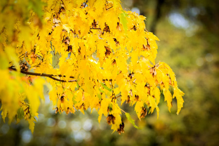 A branch with bright yellow autumn leavesの写真素材