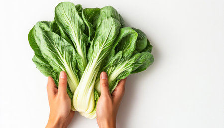 Pair of hands is holding fresh organic bok choy on a white backgroundの素材
