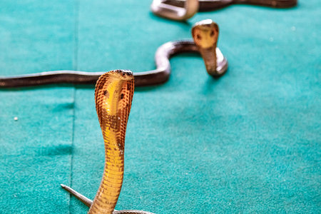 Monocled cobras standing and facing forward on a turquoise surfaceの写真素材