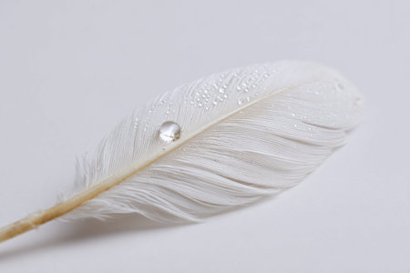 Close up of a delicate white feather adorned with glistening water droplets, resting on a smooth, neutral background, creating a serene and minimalist compositionの素材