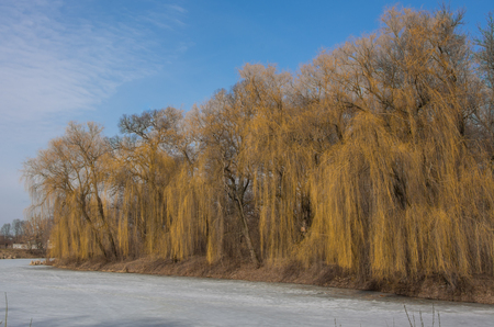 Winter landscape of willows on a frozen lake. Blue sky. Cold and frosty weatherの写真素材