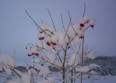 Wild red viburnum berries under snow. Cold and frosty weatherの写真素材