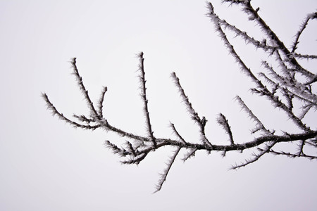 A branch of a tree covered with hoarfrost over grey skyの写真素材