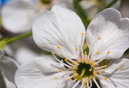 Cherry blossom in sunlight. Extreme macroの写真素材
