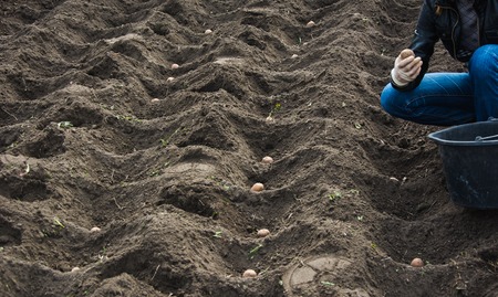 Planting potato beds in spring. Putting potatoes into the soilの写真素材