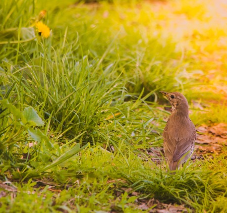 Turdus philomenos (Song Thrush) in grass in the morning