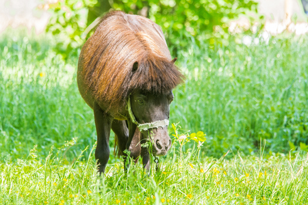 Brown pony pasturing in park, green backgroundの写真素材