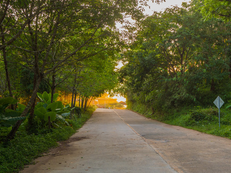 Road among trees in rainforest with sunlight in the end in the morningの写真素材