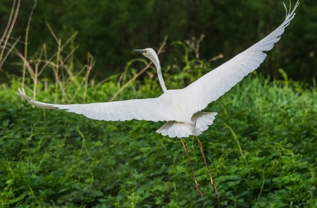 Little egret (Egretta garzetta) flying in forest - bird watching, flying momentの写真素材