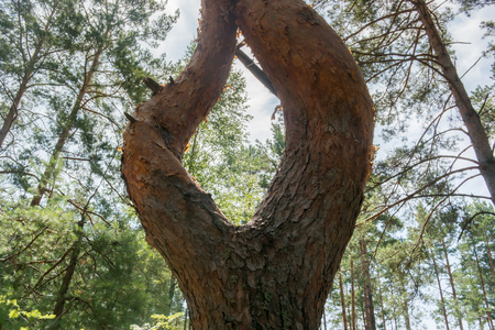 Bizarre shape of tree trunk. A tree trunk divided into two. 2 tree trunk in form of rhombus in the forestの写真素材