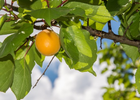 Ripe apricot hanging on the tree branchの写真素材