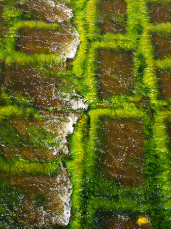 Concrete slabs in the water covered with green algae, background