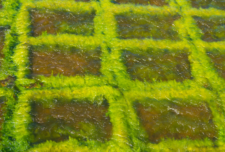 Concrete square slabs in water covered with green algaeの写真素材