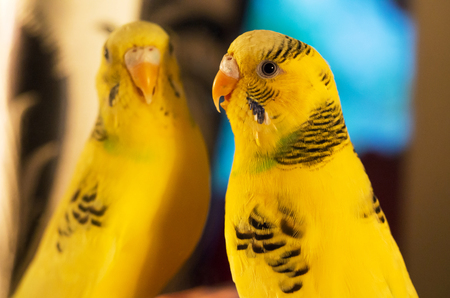 Yellow budgerigar (Melopsittacus undulatus) close up portrait. Female seating in front of mirror and speaking with her reflectionの写真素材