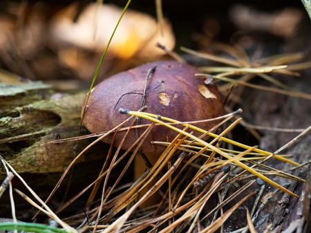 One polish mushroom (Polonica boletus) in pine needles, extreme closeup