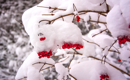 Wild red viburnum berries under snowの写真素材