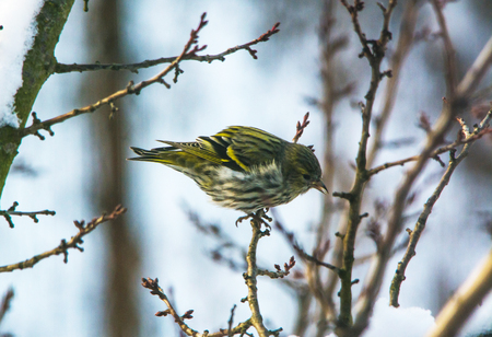 Eurasian wren (Troglodytes troglodytes) on the branch, close upの写真素材