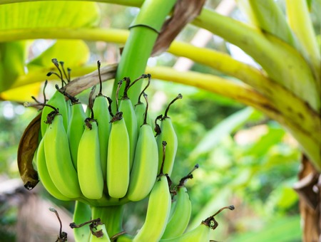 Bunch of unripe bananas on the tree in the jungle, close upの写真素材