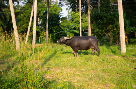 Female horned water buffalo pasturing in the rainforest in Thailandの写真素材
