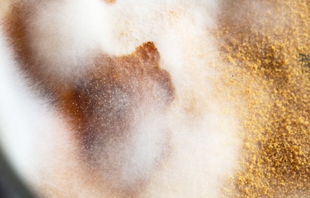 Growing of colonies of Penicillium mold, macroの写真素材