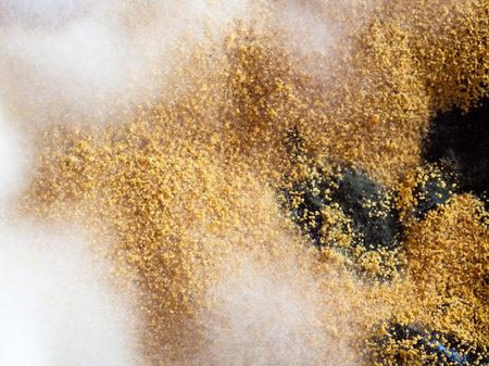 Mold. Macro photo. Selective focus. View from aboveの写真素材