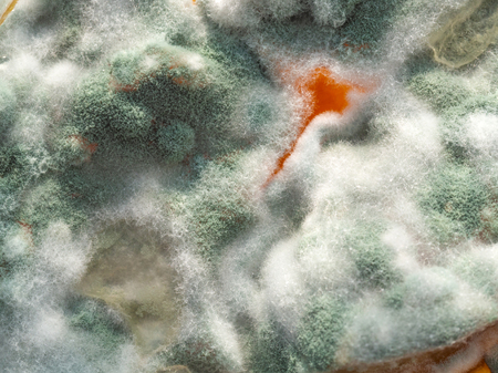 Modern biotechnology. Macro photo, moldy jam. Sporangia mold. View from above