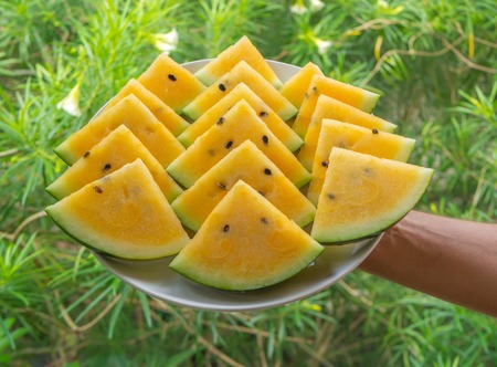 Hand holding plate with fresh juicy yellow watermelon triangle slices on green background, close up